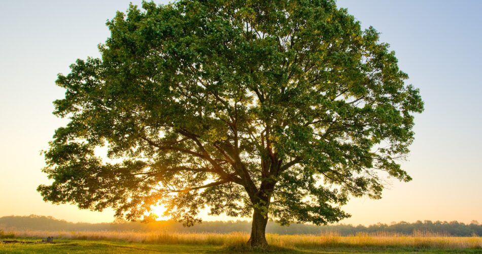 nerosubianco.cloud-albero-natura-esseri viventi